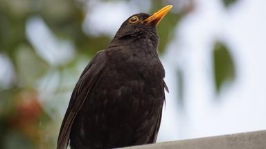 Amsel, nah