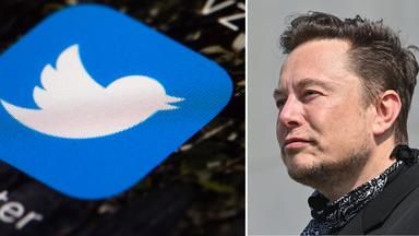 Twitter-Logo und daneben ein Foto von Elon Musk