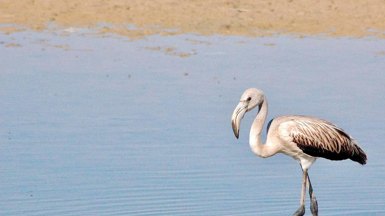 Flamingo steht im Wasser