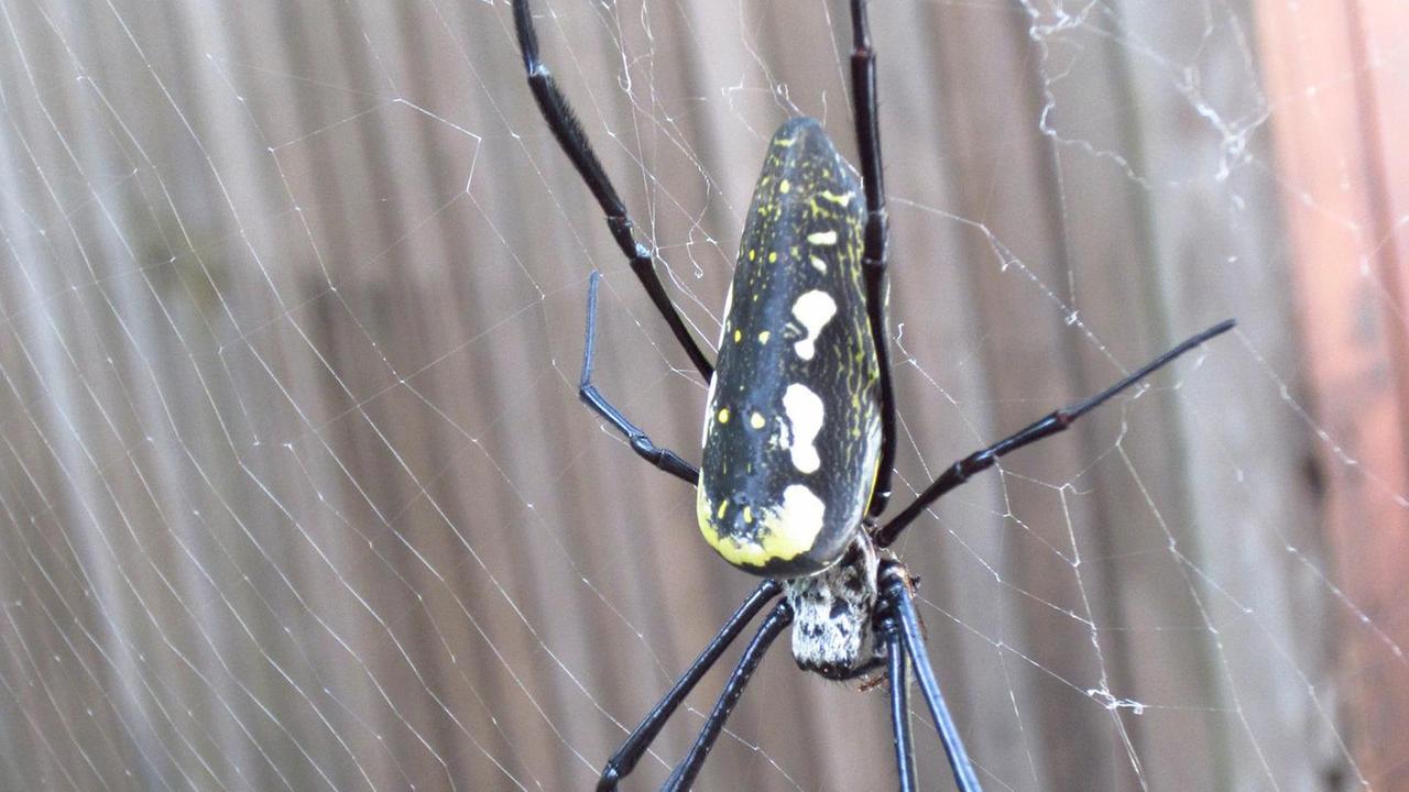 Große Radnetzspinne