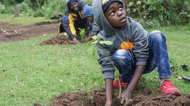 Aufforstung in Kenia