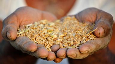 Mann (Hand nah) hält Weizenkörner in den Händen
