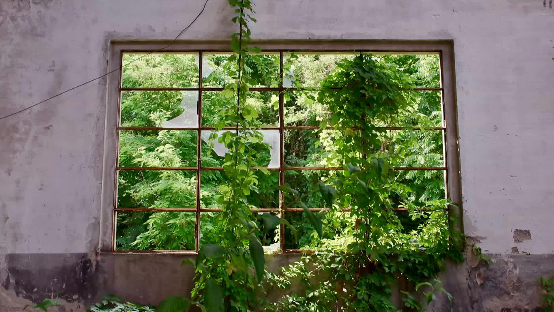 Fabrikfenster von der Natur zurückerobert