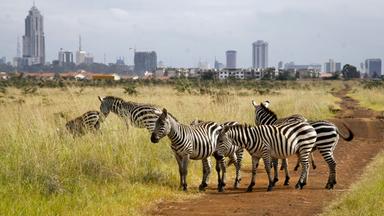 Skyline Nairobi  und Zebras im Vordergrund