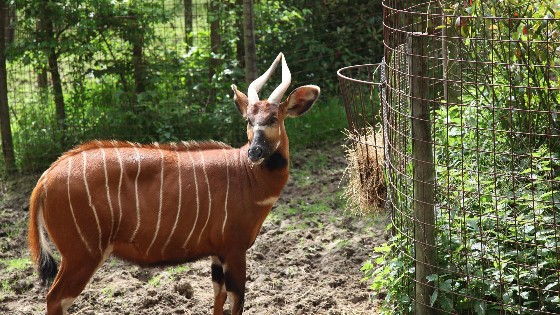 Bongo  Antilope