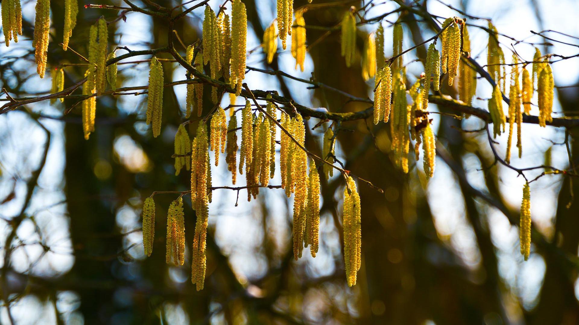 Blüte eines Haselstrauchs