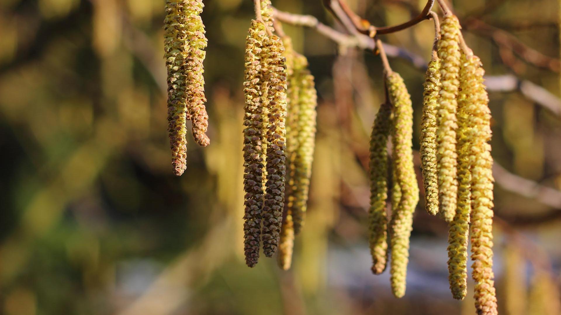 Blütes an einer Birke