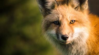 Fuchs