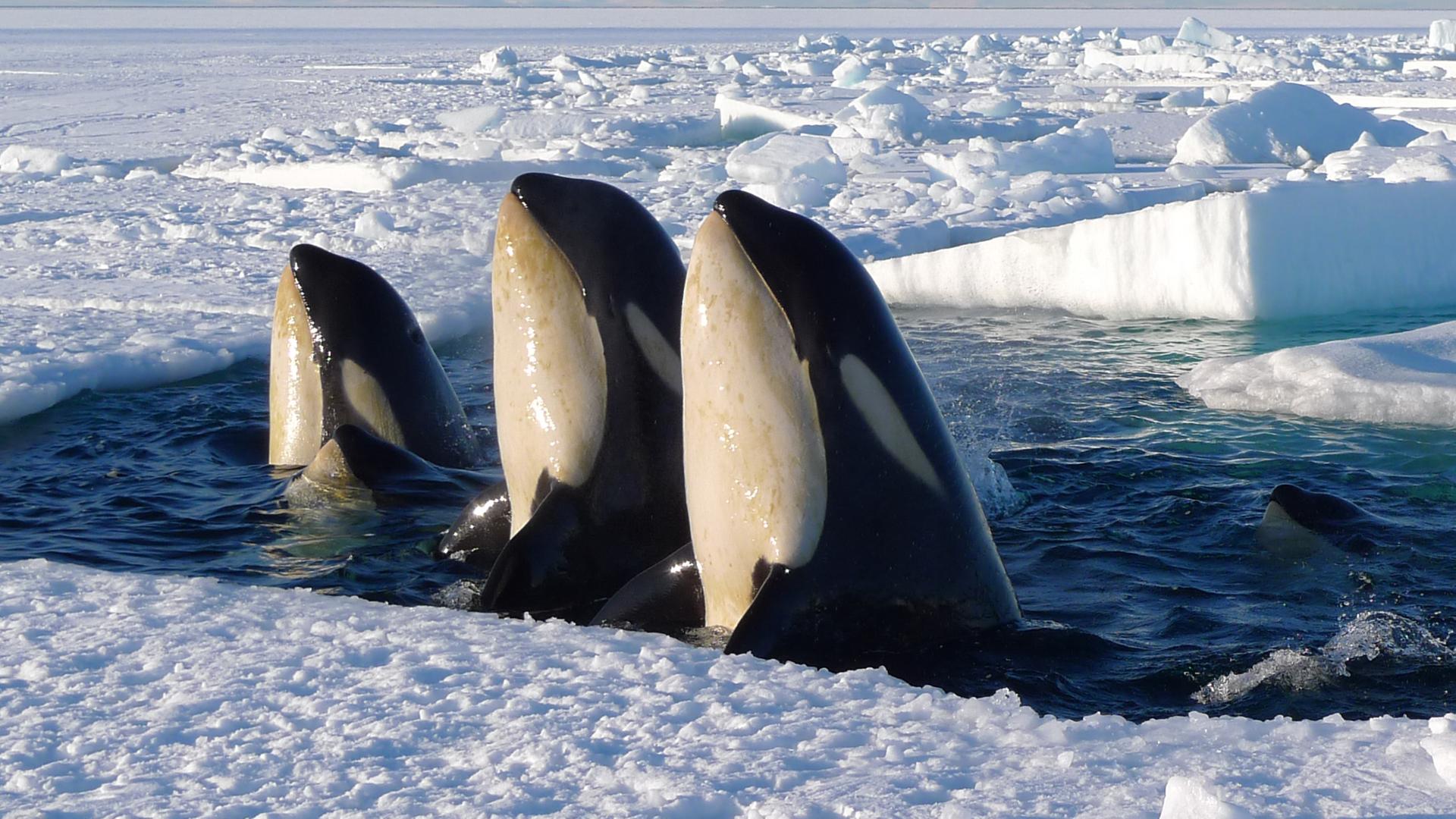 Drei Orcas schauen aus dem Eis