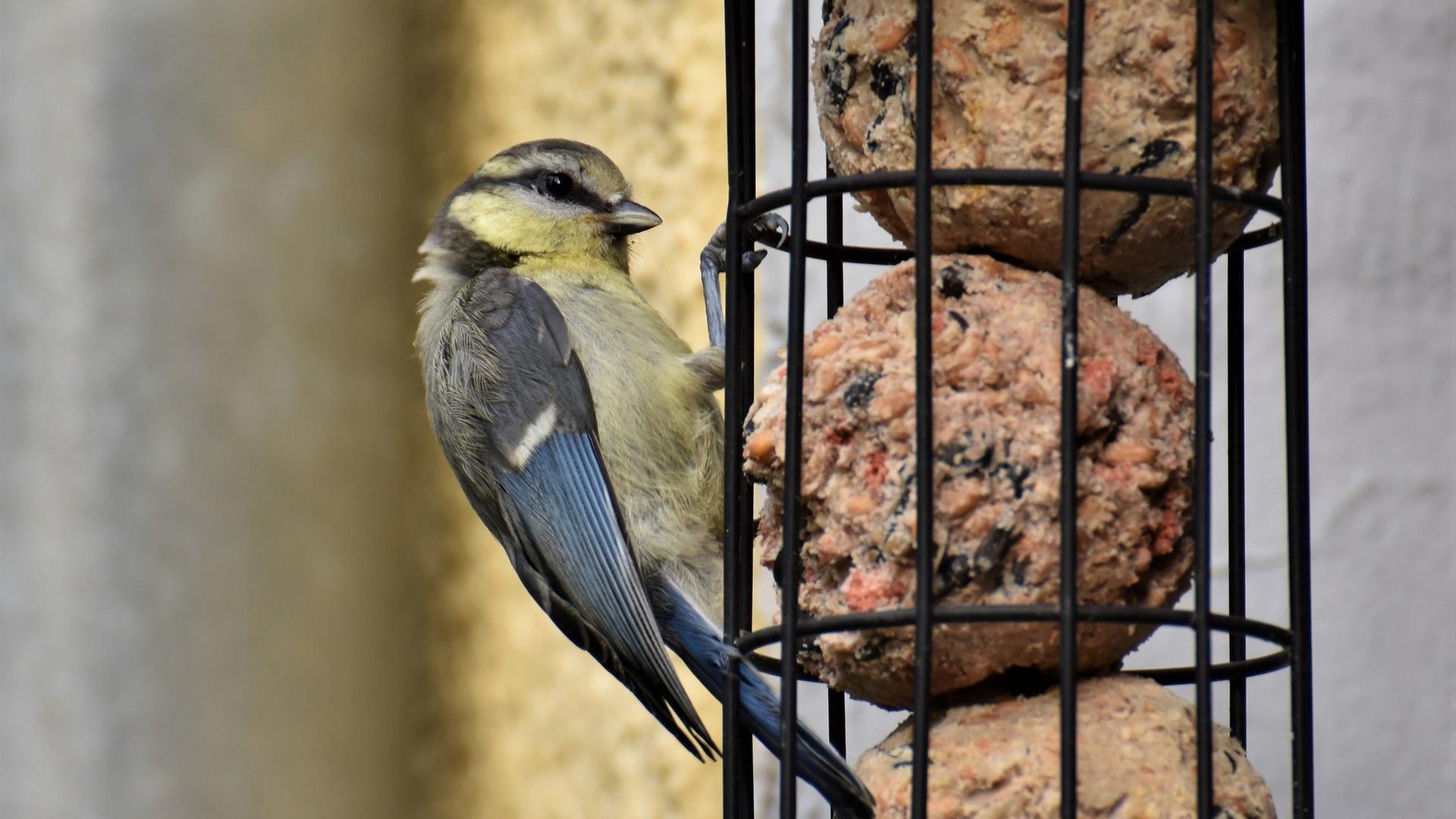 Meise pickt an Futter