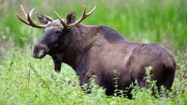 Elch auf einer Wiese