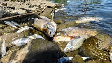 Tote Fische in der Oder