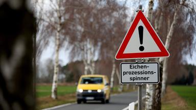 Warnschild gegen Eichenprozessionsspinner