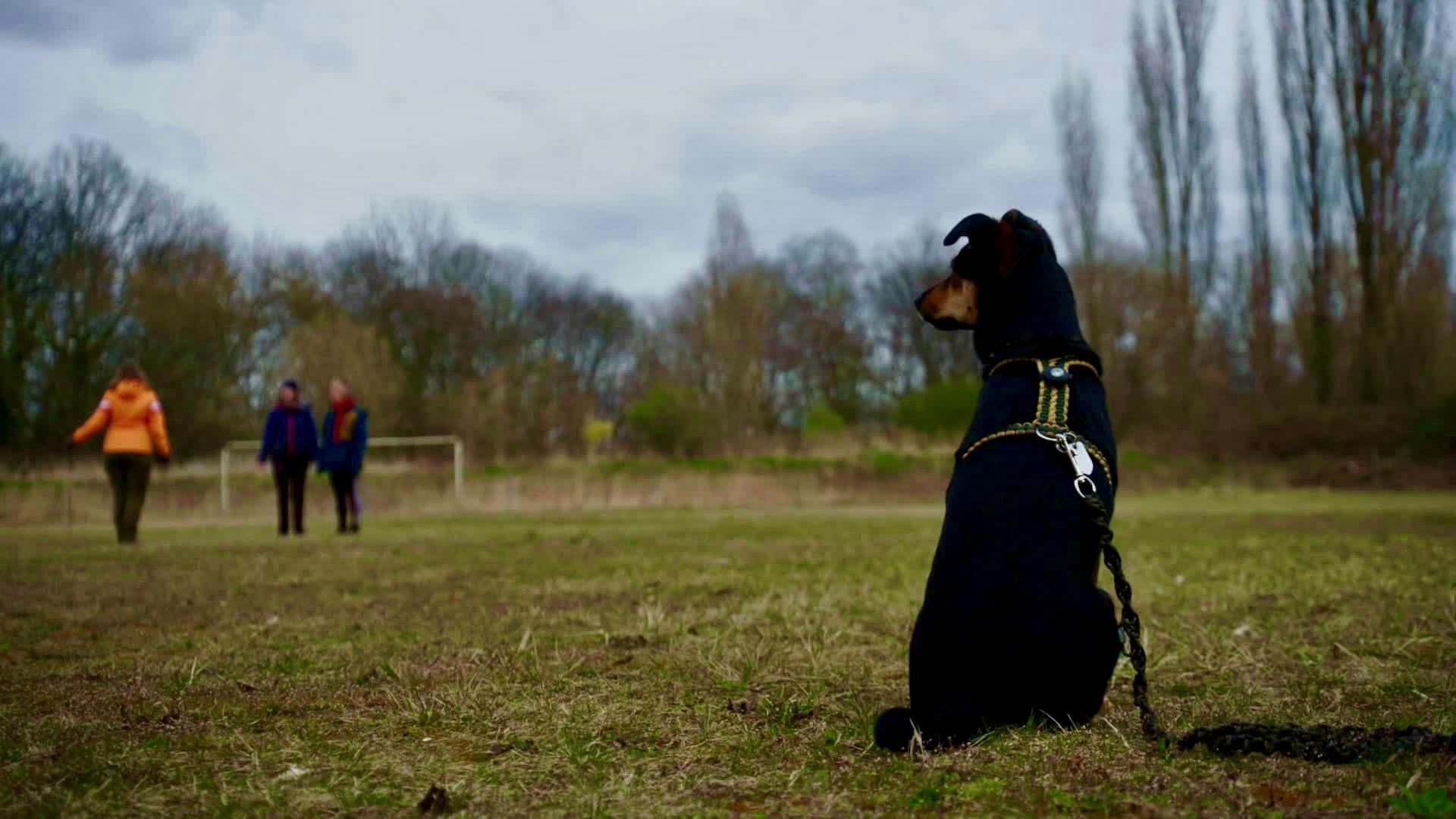 Schwarzer , sitzend, Hund von hinten