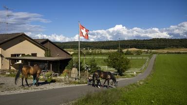 Pferde werden aus dem Stall geholt, mitten in der Landschaft: Die Schweizer Flagge