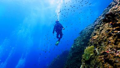 Taucherin wird umringt von kleinen Fischen, links neben ihr eine Korallenfelswand