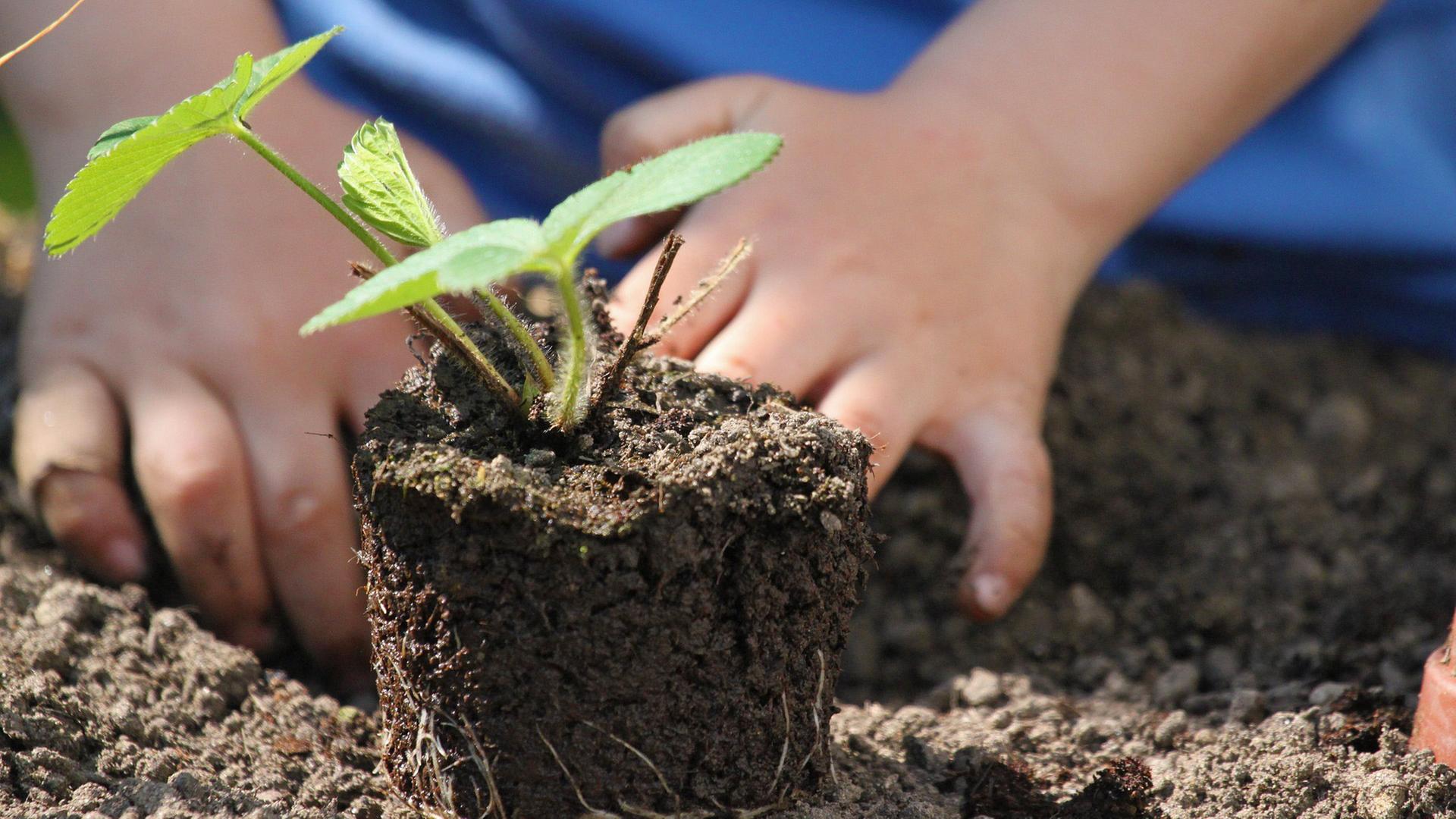 Kleine Pflanze mit Gartenerde