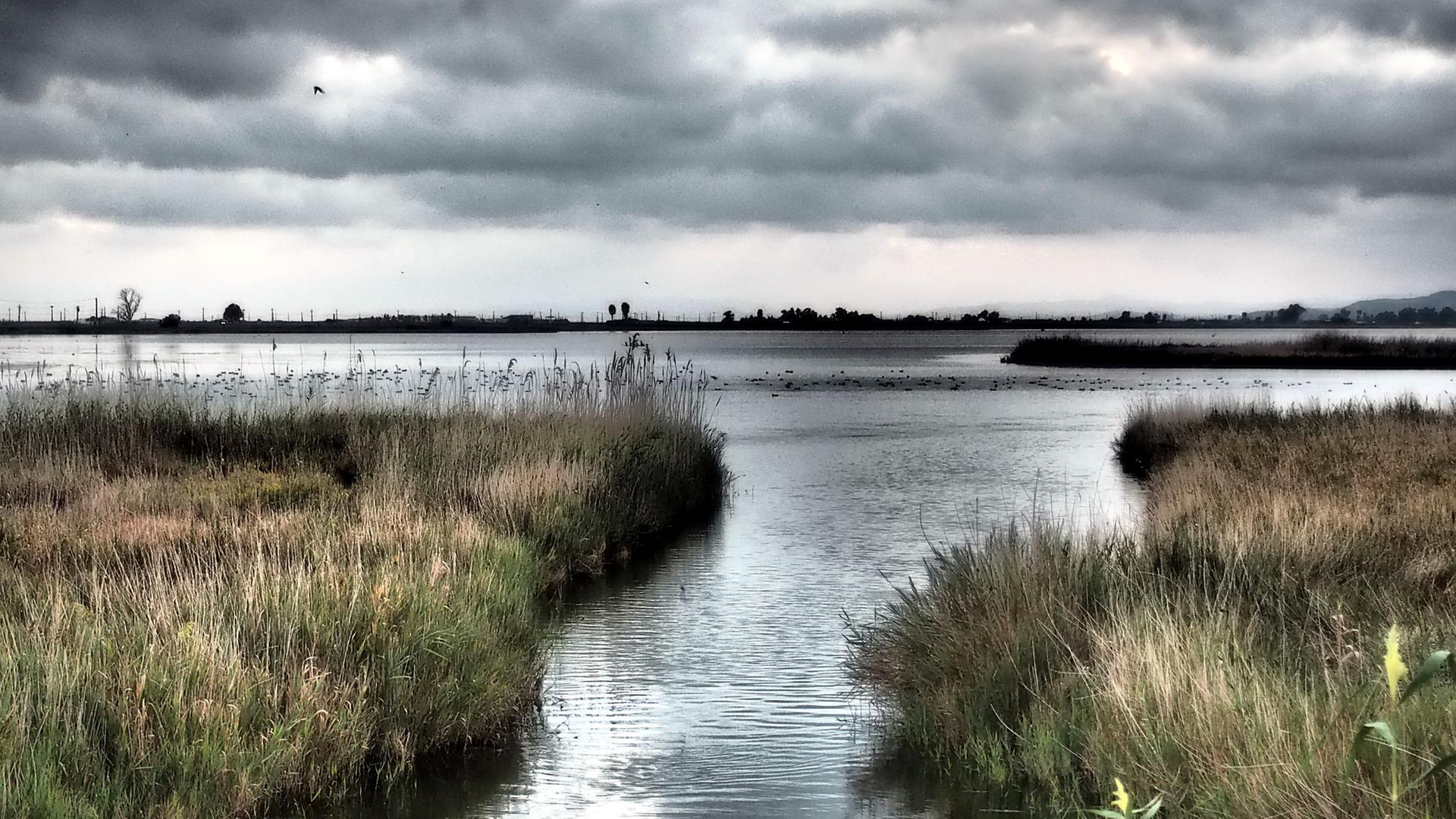 Spanien: das Ebro-Delta, Schilf und Wasser