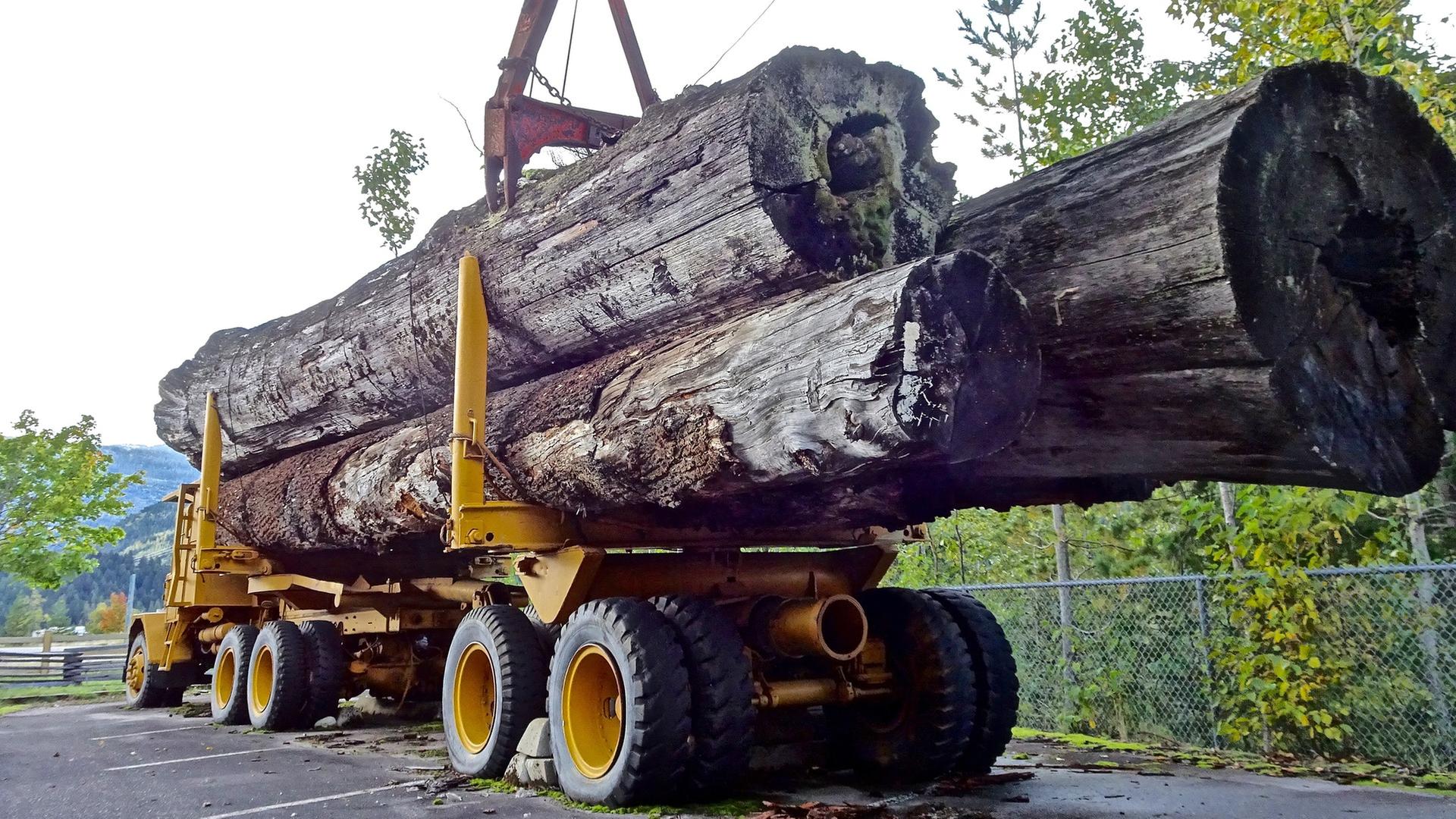 Holz wird mit einem LKW aus dem Wald transportiert