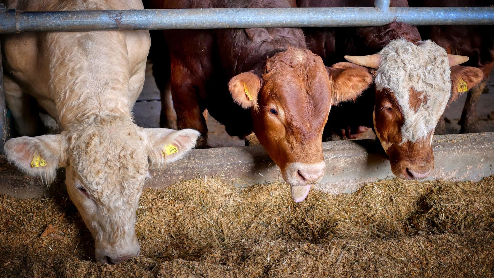 Drei Kühe schauen aus einem Stall