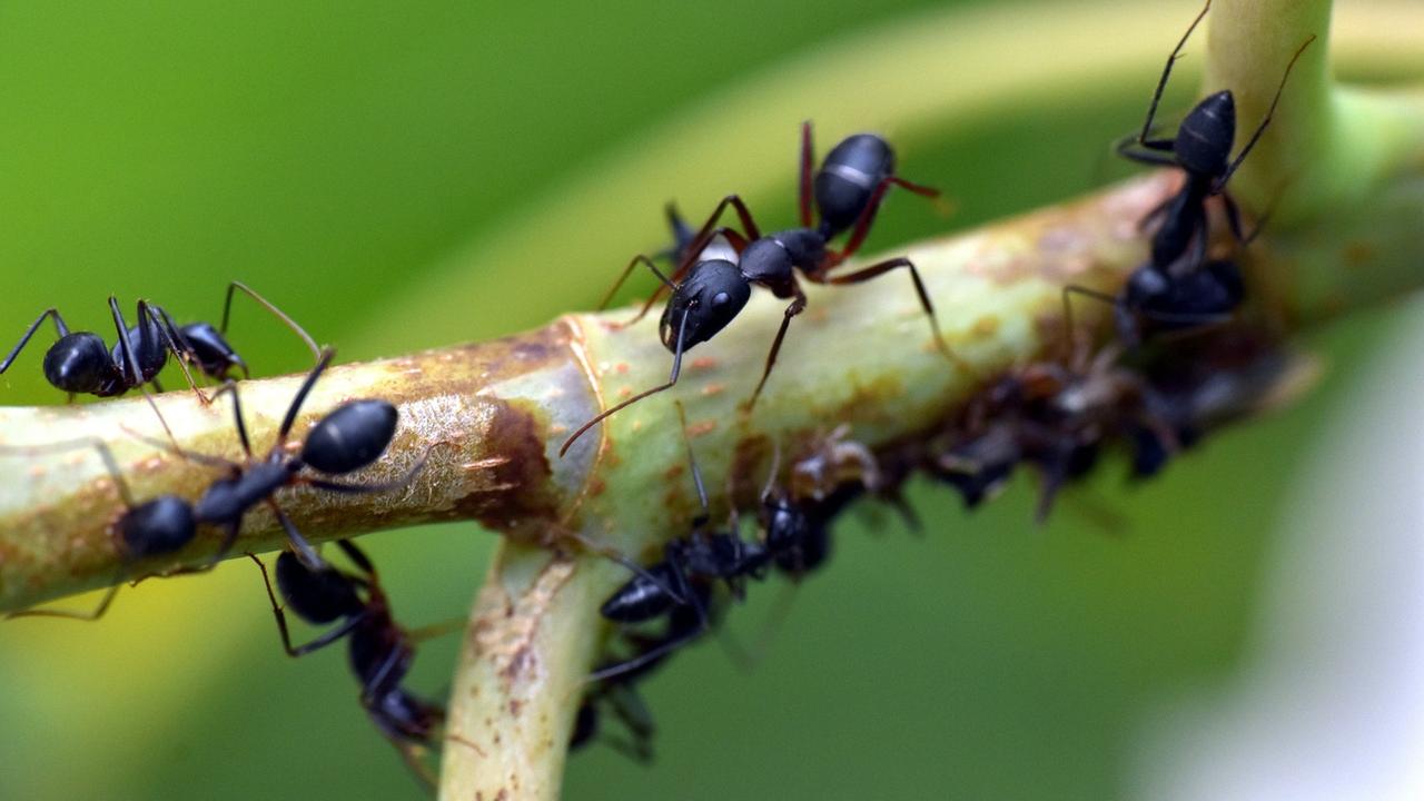 Ameisen auf einem Ast