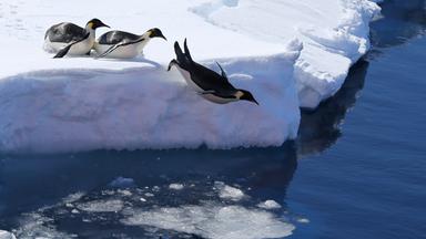 Eisberg mit Pinguinen