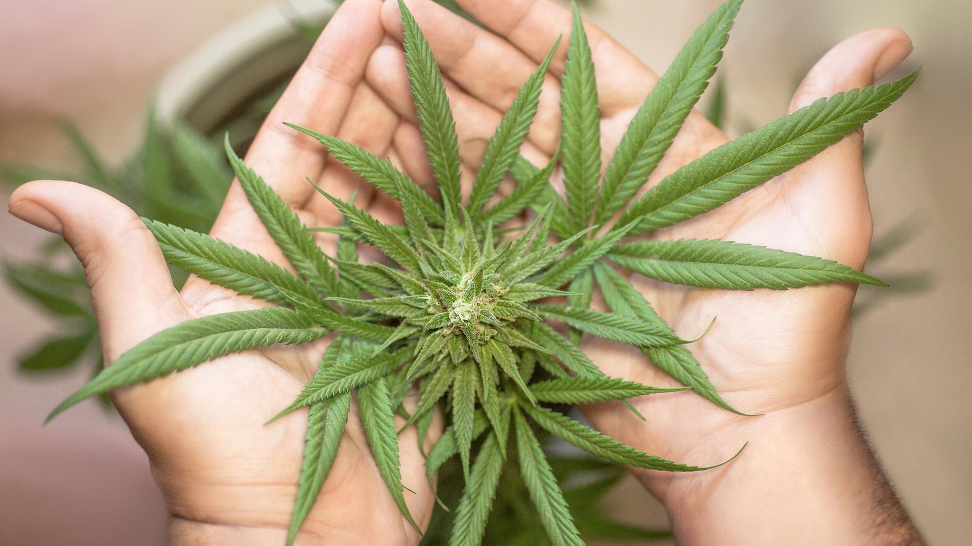 Hände halten Cannabis Pflanze