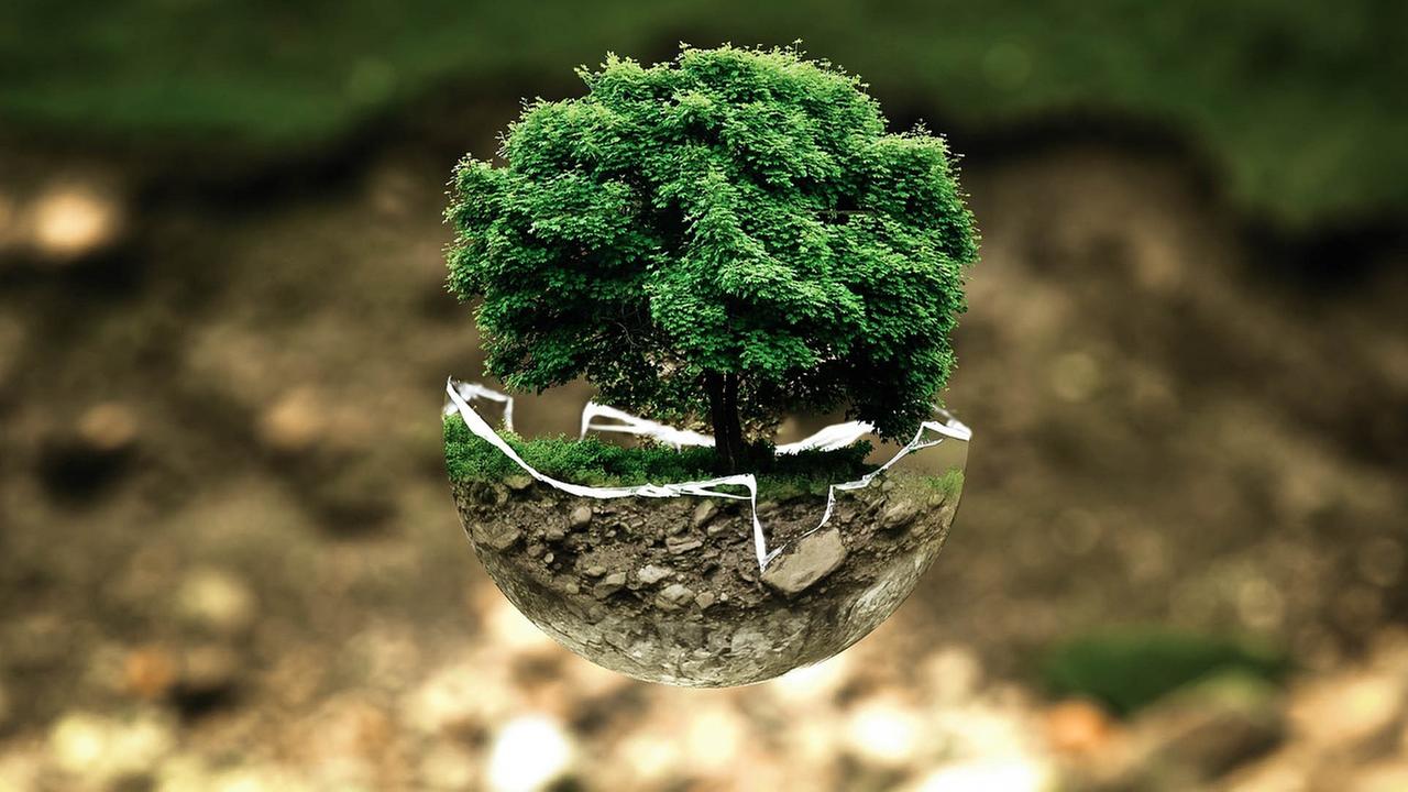 Baum in deiner Erdschale