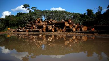Amazonas-Regenwald: Abgeholze Baumstämme zu einem Stapel aufgeschichtet.