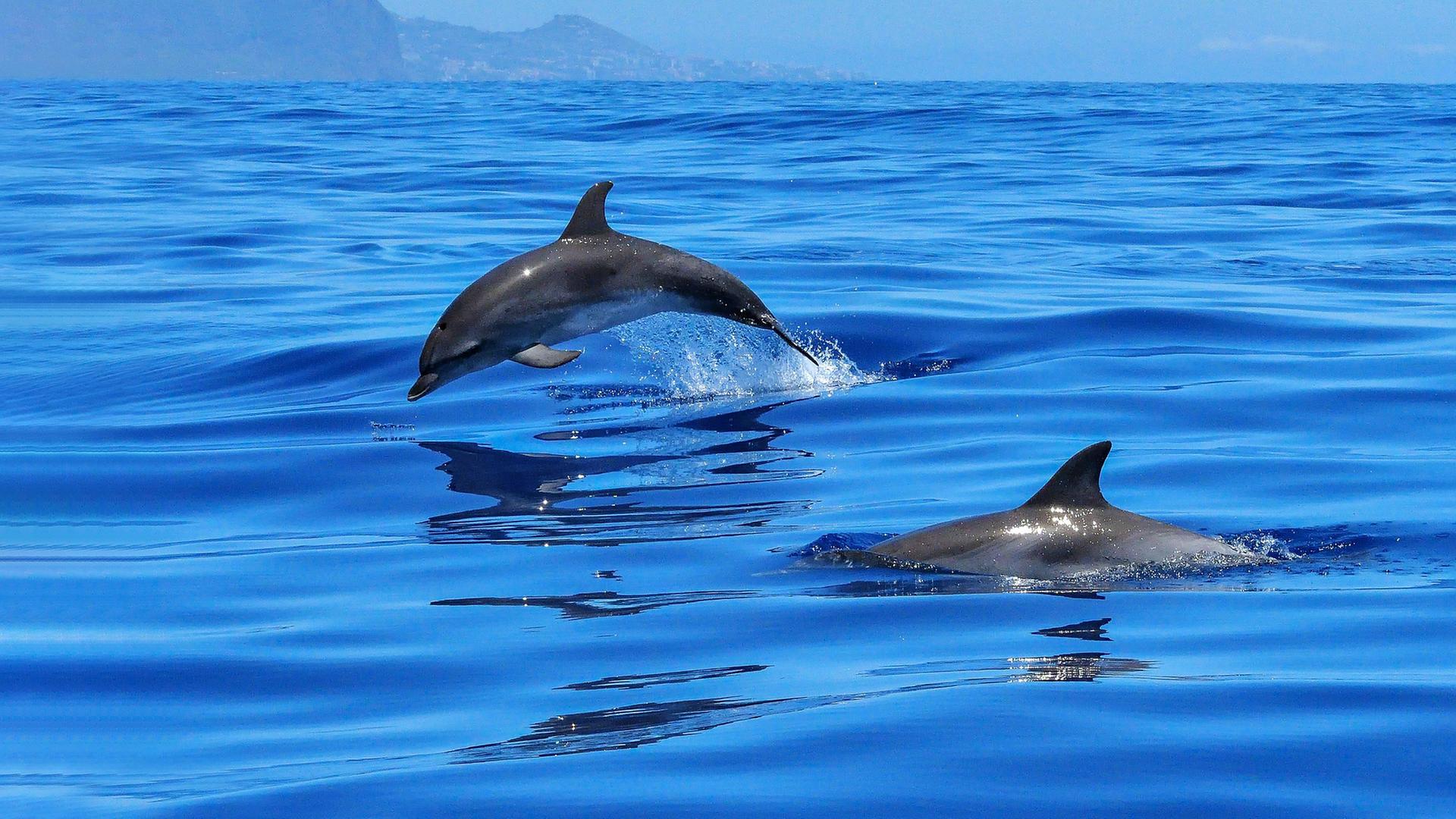 Delfine im Meer
