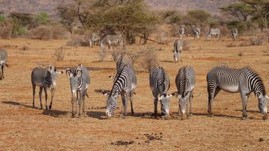 Ein Herde Grevyzebras in freier Natur