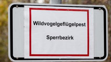 Warnschild Wildgeflügelpest