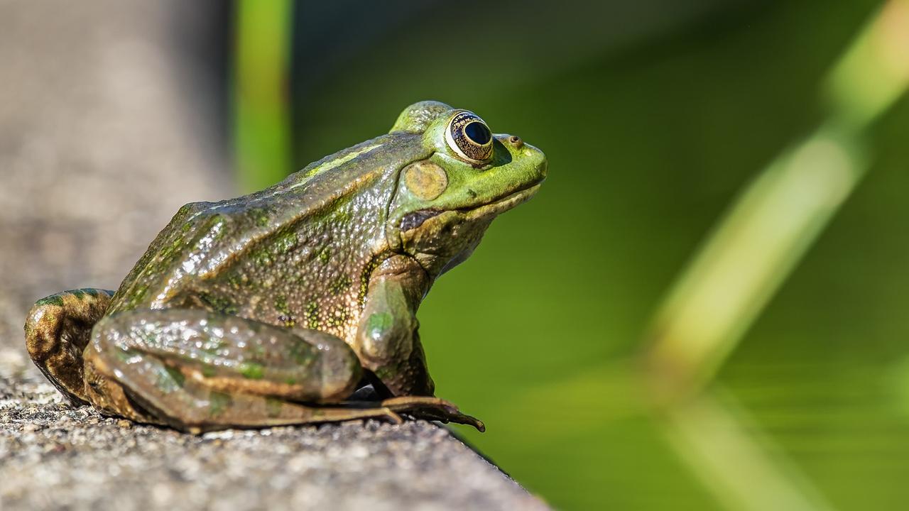 Wasserfrosch, nah