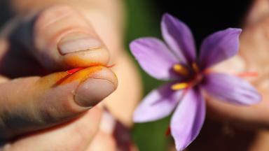 Safranblüte in einer Hand