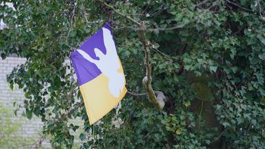 Ukraine Flagge mit Friedenstaube in einer Baumkrone