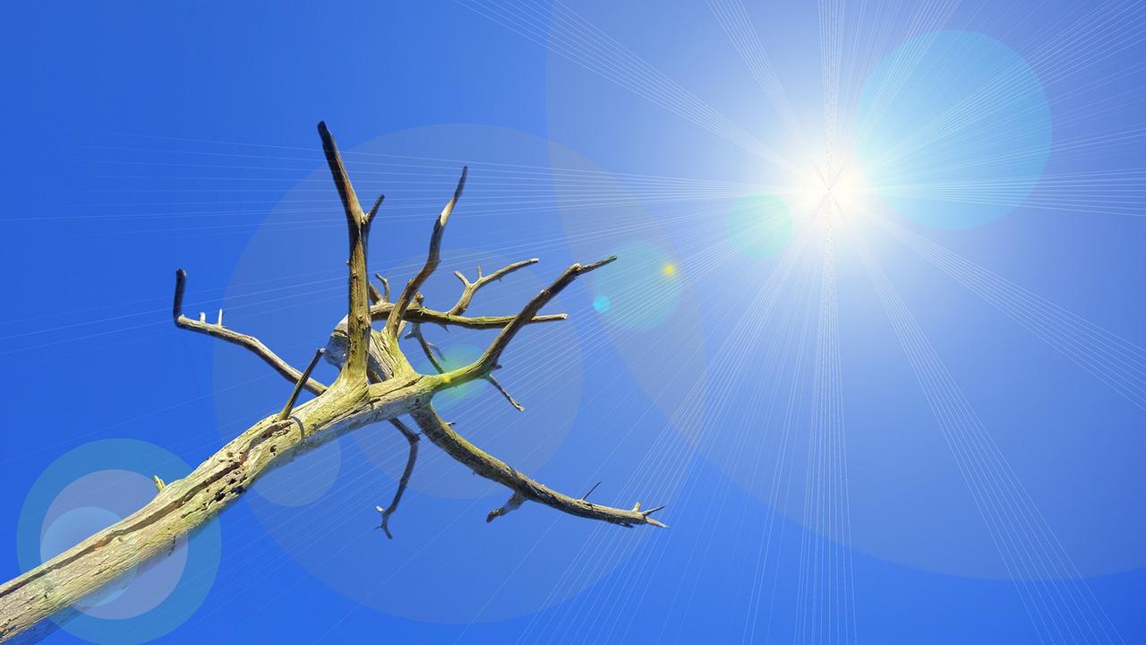 Abgestorbener Baum in der Hitze vor blauem Himmel