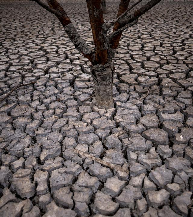 Dürre in Spanien - Baum in einer ausgetrockneten Landschaft