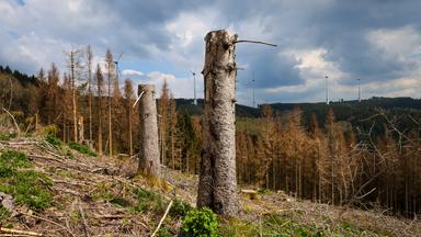 Sterbender Wald im Sauerland