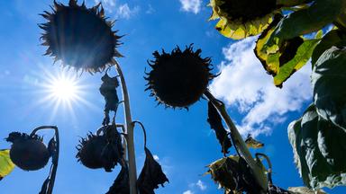 Vertrocknete Sonnenblumen vor strahlend blauem Himmel