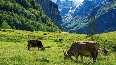 Schweizer Alm mit Kühen