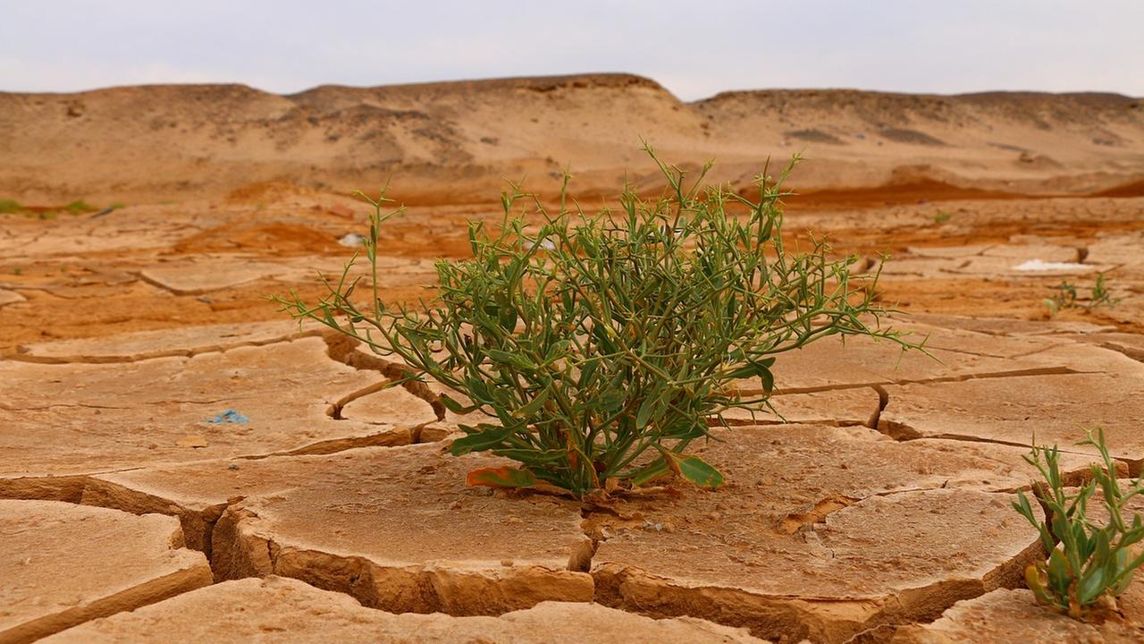 Ausgetrocknete Landschaft, im der MItte ein grüner Strauch