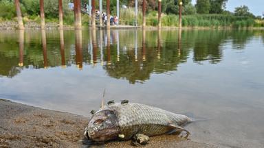 Toter Fisch an der Oder