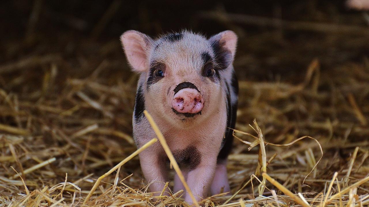 Junges Schwein in der Natur