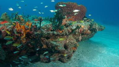 Korallen in den Florida Keys