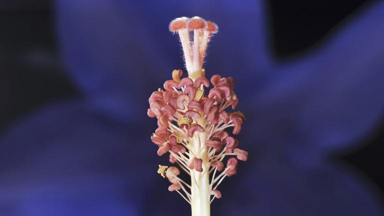 Hibiskus von dunkelblauem HIntergrund