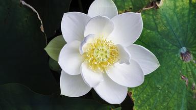 Weiße Lotusblume