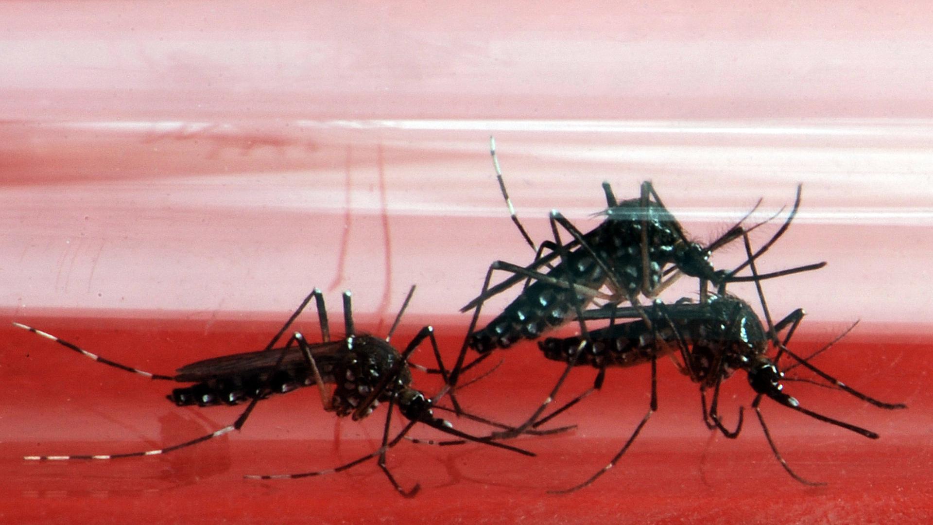 Tigermücken sind lästig und gefährlich. Sie übertragen Tropenkrankheiten.