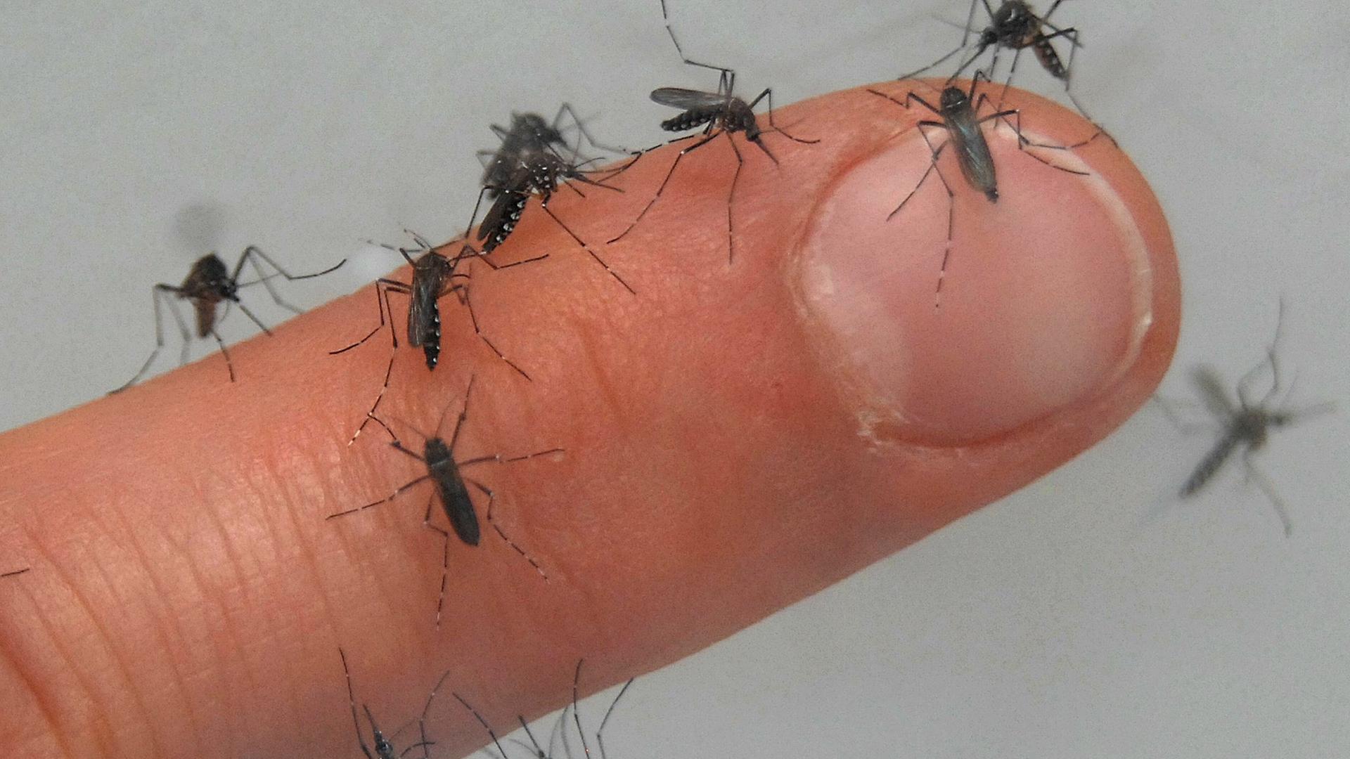 Tigermücken sammeln sich auf einem Finger