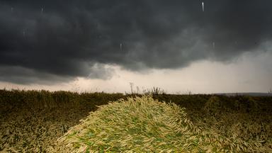 Ein von Unwetter geschädigtes Weizenfeld