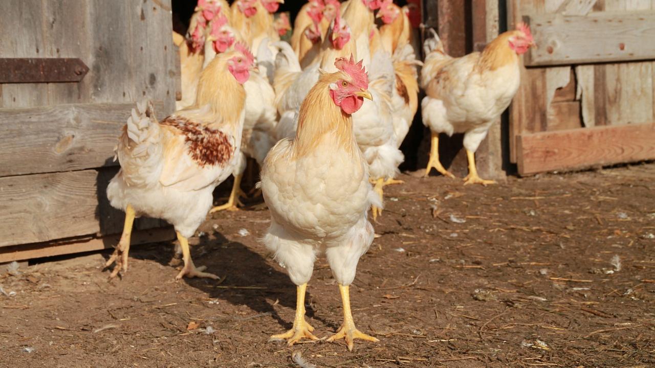 Hühner/Hähne kommen aus einem Stall